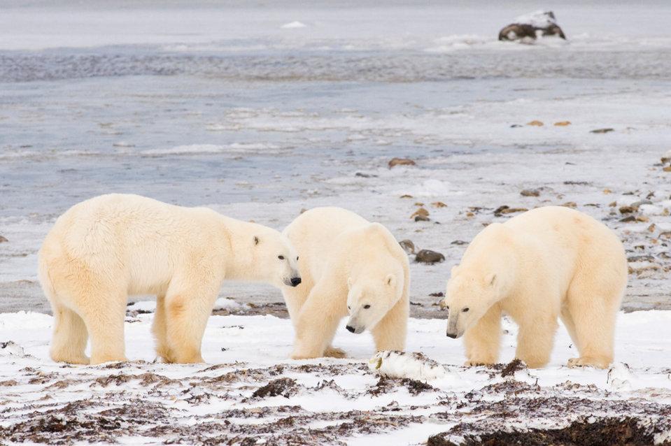 Bear Country Inn تشرشل المظهر الخارجي الصورة
